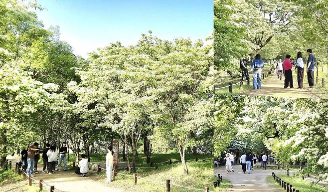 지난 26일, 교항리 이팝나무 군락지를 찾은 탐방객 모습.