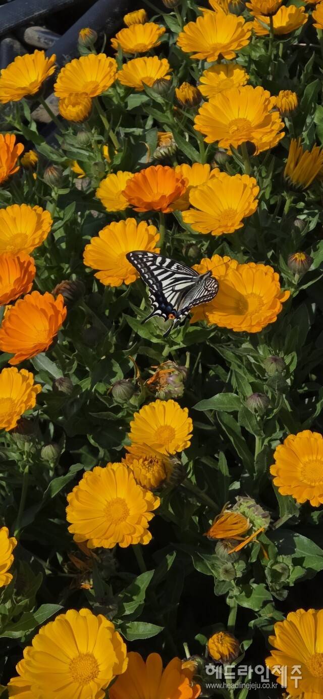 봄꽃 향기에 모여든 벌과 나비. (사지=강철수)