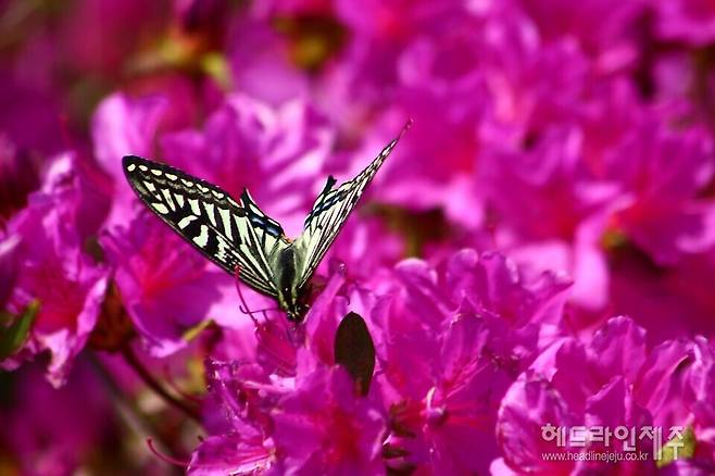 봄꽃 향기에 모여든 벌과 나비. (사지=강철수)