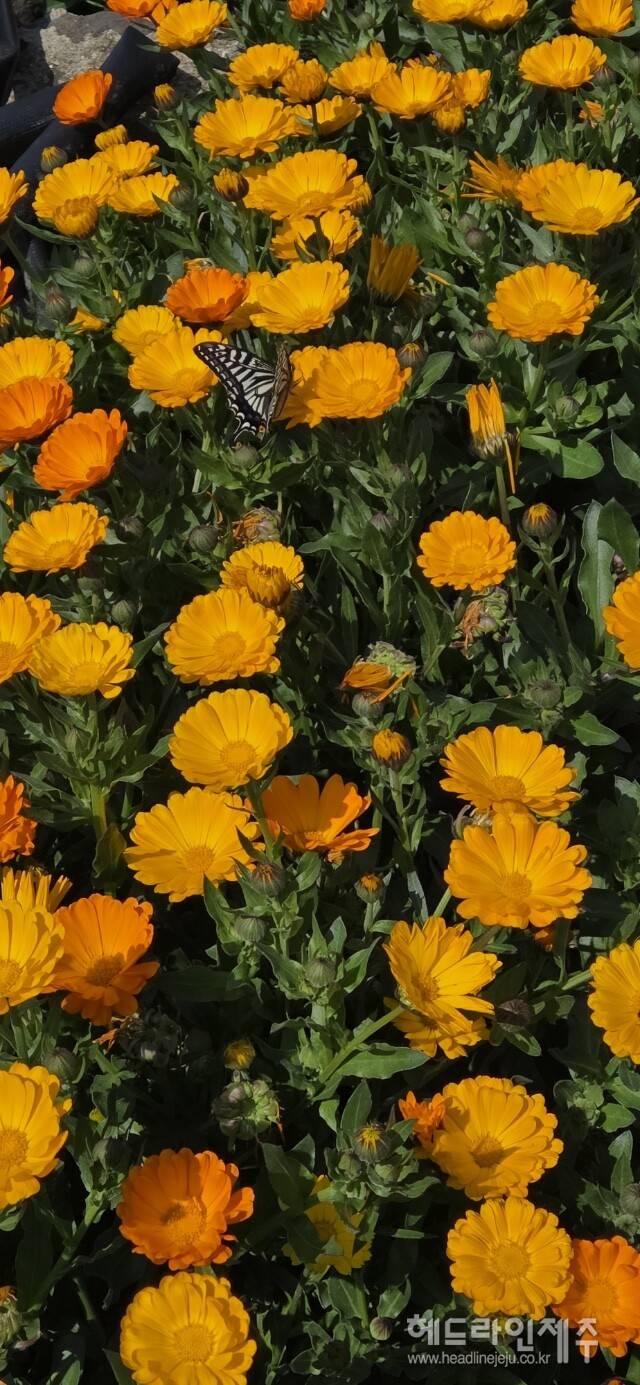 봄꽃 향기에 모여든 벌과 나비. (사지=강철수)