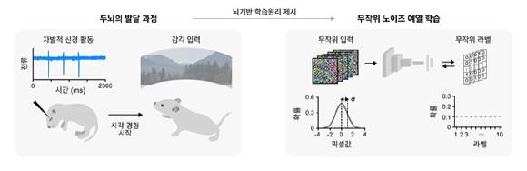 KAIST 연구팀이 두뇌의 발달 과정을 모사한 무작위 노이즈 예열 학습방법을 제시했다. [사진=KAIST]