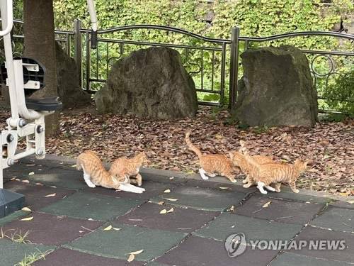 길고양이 [연합뉴스 자료사진]