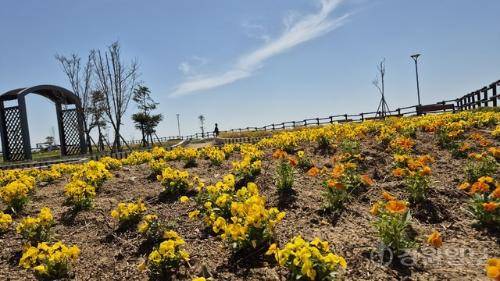 청옥산 육백마지기 야생화 생태 단지