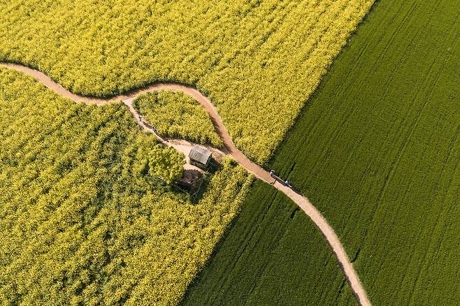 25일 전북 고창 학원농장 청보리밭 축제를 찾은 시민들이 유채꽃과 청보리밭을 배경으로 기념사진을 촬영하고 있다./박상훈 기자