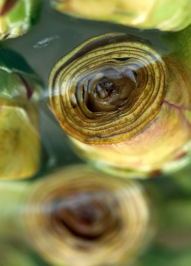 항산화 성분이 풍부한 채소인 아티초크​/사진=클립아트코리아