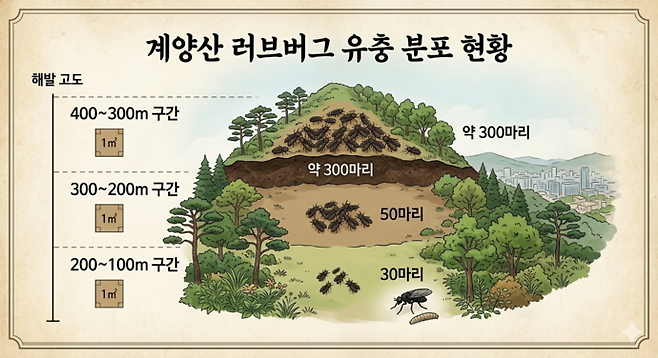 계양산 러브버그 유충 분포 현황을 시각화 한 그래픽. 나세은 기자/(제미나이 제작)