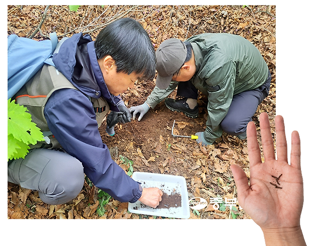 22일 계양산 정상 일대에서 박선재 국립생물자원관 연구관(좌측)이 러브버그 유충을 채집하고 있다. 심형식 기자