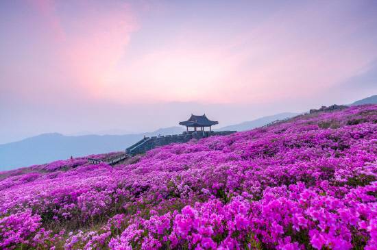 산청황매산 철쭉