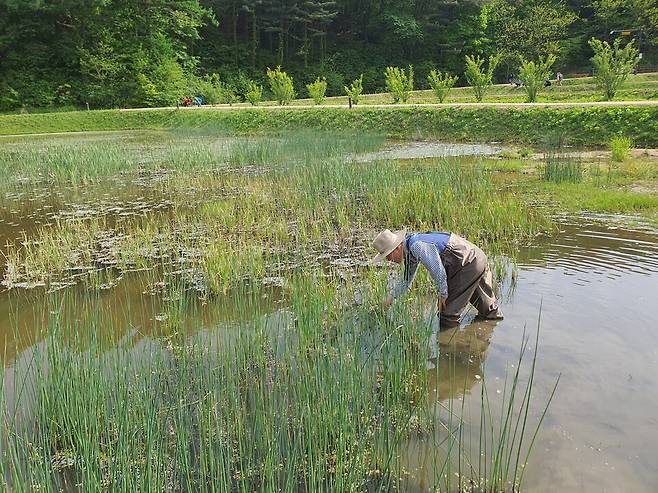 지난해 청주 상당산성에서 진행된 물장군 모니터링 현장. (사진 이강운 대기자, 본지DB)/뉴스펭귄