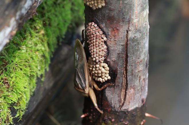 알을 보호하는 수컷 물장군.(사진 이강운 대기자)/뉴스펭귄