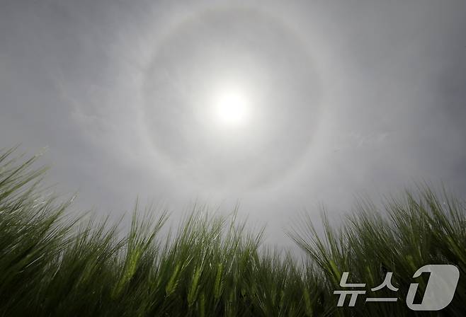 경남 함안군 함안강나루생태공원 위 하늘에 해무리가 떠 있다. 해무리는 대기 중 수증기가 굴절돼 태양 주변으로 둥근 원 모양이 나타나는 현상이다. 2026.4.23 ⓒ 뉴스1 윤일지 기자