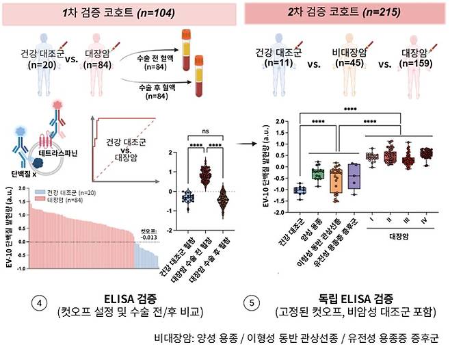 추가 환자 코호트 총 319명을 대상으로 검증한 결과, 104명을 대상으로 한 1차 검증에서 10개 단백질 패널이 90% 이상의 민감도로 대장암을 구별했으며, 215명을 대상으로 한 2차 검증에서는 해당 단백질들이 수술 후 6주 후 70%이상 환자에서 감소하는 양상을 보였다./사진=세브란스병원 제공