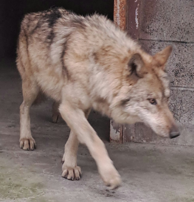 대전 오월드 동물원을 탈출했다 17일 포획돼 돌아온 늑대 ‘늑구’가 동물원 안을 걷고 있다. 대전시 제공