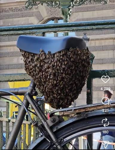 파리 한복판 자전거 안장 아래 몰려든 꿀벌 [인스타그램 캡처. 연합뉴스]
