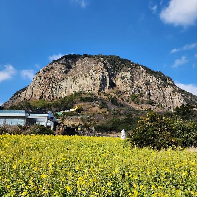 산방산과 유채꽃밭