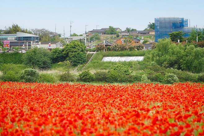 제22회 영산포 홍어·한우축제 현장인 영산강 둔치공원 인근엔 붉은 치마를 두른 꽃양귀비가 활짝 피어있다. 사진 제공=나주시