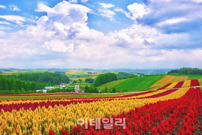 일본 홋카이도 비에이 꽃의 언덕 시키사이노오카 (사진=하나투어)