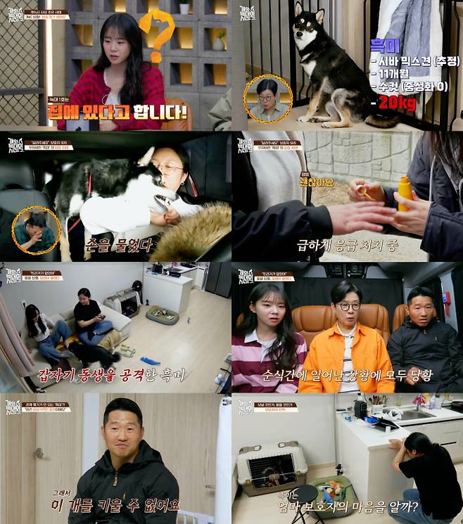 개늑시2 (사진=채널A)