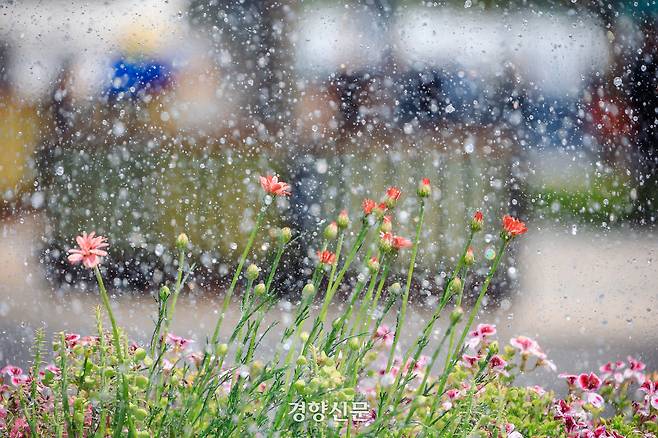 서울의 한낮기온이 24도까지 오른 30일 서울 광화문 광장에서 한 관리인이 화단에 물을 주고 있다. 2026.4.30 이준헌 기자