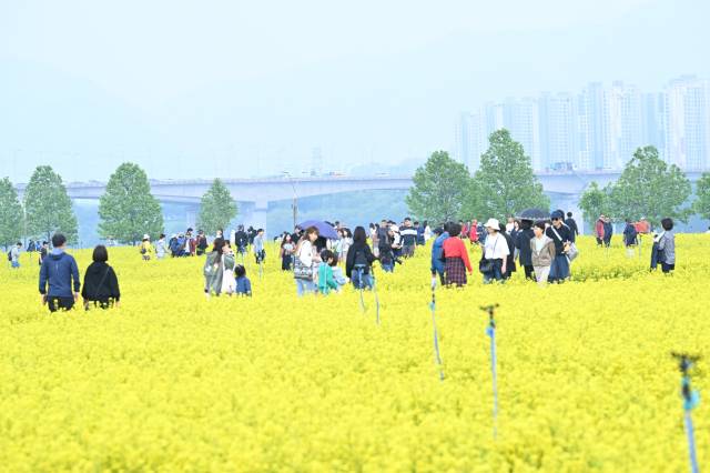 ▲2025년 '구리 유채꽃 축제' 현장.ⓒ구리시
