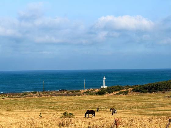 Horses graze by the sea just south of Seongsan Ilchulbong in Jeju on April 4. [JIM BULLEY]