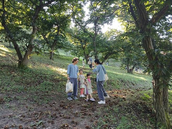 [서울=뉴시스] 한국문화연수원 알밤줍기 (사진=한국불교문화사업단 제공0 2025.10.02. photo@newsis.com *재판매 및 DB 금지