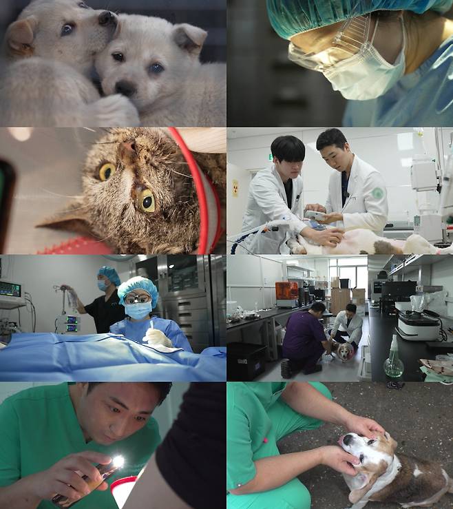 'TV동물농장' (사진=SBS)