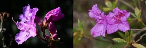 털진달래와 산철쭉 (제주=연합뉴스) 한라산 선작지왓 일대에 핀 털진달래(왼쪽)와 산철쭉의 모습. 잎이 나오기 전에 꽃이 피는 게 털진달래이고, 잎과 꽃이 함께 있는 게 산철쭉이다. [제주도 세계유산본부 제공, 재판매 및 DB 금지]
