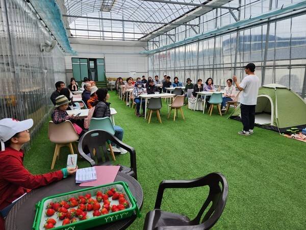 안성시 시티투어 참가 관광객들이 딸기 수확 체험을 하고 있다.
