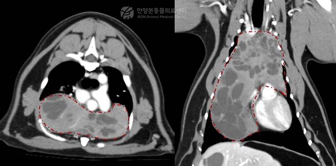 CT 검사 결과 흉강 상당 부분을 차지하고 있던 종괴(본동물의료센터 제공). ⓒ 뉴스1