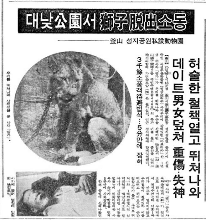 1977년 부산 성지곡동물원에서 일어난 사자 탈출 사고 관련 기사. 당시 현장에 있던 관람객은 중상을 입었고, 사육사가 사자를 맨손으로 묶어 붙잡았다. ⓒ최태규 제공