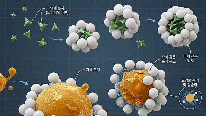 미세 전분 입자가 자석처럼 오염 분자를 흡착해 분리하는 과학적 메커니즘. 농촌진흥청 연구 데이터 기반 그래픽