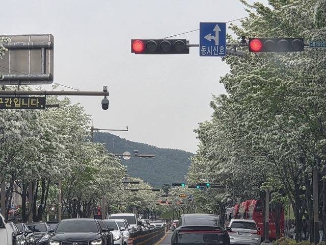 경주 대릉원 북쪽 정문 앞 대로에 이팝나무가 하얗게 만개해 방문객들의 발길이 이어지고 있다. 강시일 기자
