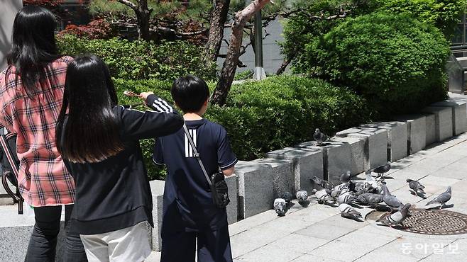비둘기 먹이주기 금지 된지 500일이 지났지만 아직 현장 단속 등이 유명무실해 시민들에게 불편을 주고있다. 4일 서울 종로구의 한 길거리에서 날아드는 비둘기를 피한 가족. 김재명 기자 base@donga.com