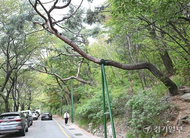 수원특례시 팔달산 둘레길, 도담소 진입로 등 곳곳에 위치한 재해우려목으로 인해 안전 사고 발생이 우려되고 있다. 김시범기자