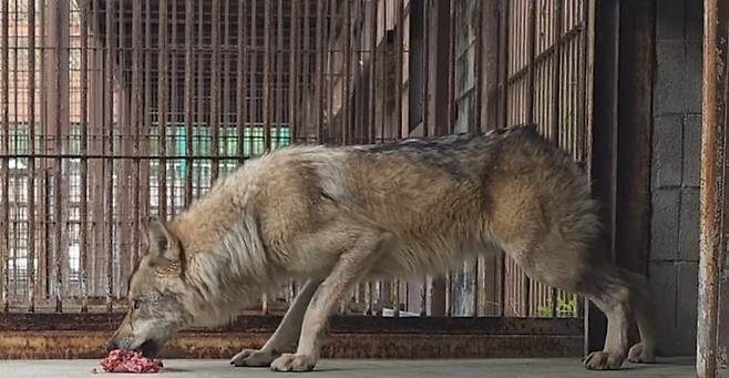 대전오월드에서 탈출했다 9일 만인 지난 17일 생포돼 돌아온 늑대 '늑구'. 연합뉴스