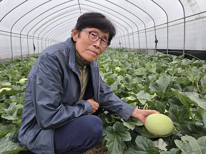 지난달 29일 오후 이상준 씨가 수신면 백자리에 있는 자신의 농장에서 직접 재배한 멜론을 들어 보이고 있다. 그는 1987년 수신면 백자리에서 처음 멜론을 재배한 수신멜론의 개척자다. 박하늘 기자