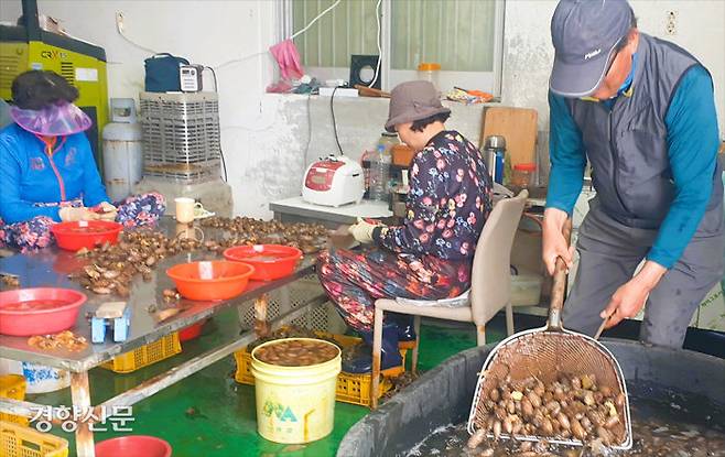 지난달 28일 경남 창원시 마산합포구 진동면 한 어가 작업장에서 어민들이 채취한 미더덕을 손질하고 있다.