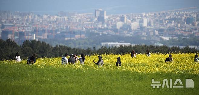 [제주=뉴시스] 우장호 기자 = 맑은 날씨를 보인 6일 오전 제주시 오라동 중산간 청보리밭을 찾은 관광객들이 밭 한켠에 조성된 유채꽃 사이에서 인생샷을 남기며 초여름 정취를 만끽하고 있다. 2026.05.06. woo1223@newsis.com