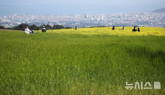 [제주=뉴시스] 우장호 기자 = 맑은 날씨를 보인 6일 오전 제주시 오라동 중산간 청보리밭을 찾은 관광객들이 밭 한켠에 조성된 유채꽃 사이에서 인생샷을 남기며 초여름 정취를 만끽하고 있다. 2026.05.06. woo1223@newsis.com