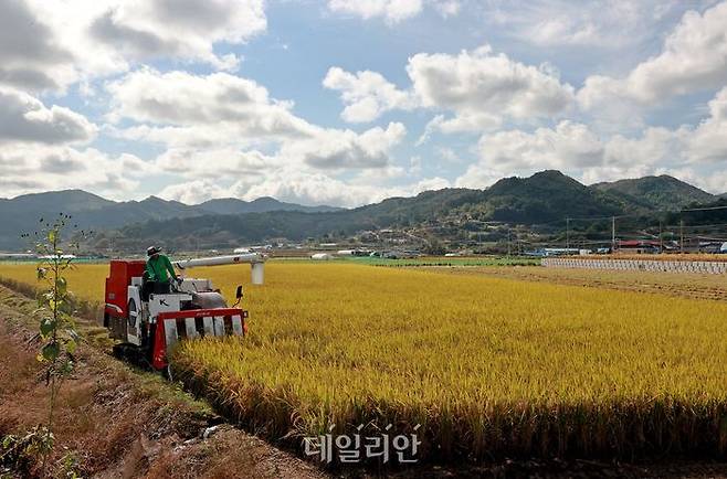 논 전경. ⓒ뉴시스