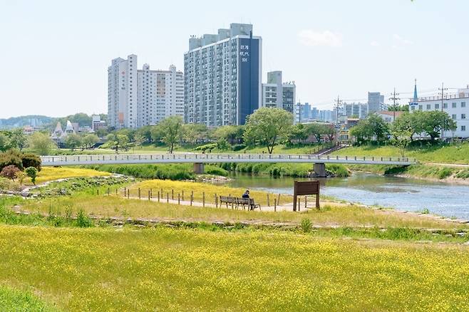 오산천일대가 양귀비·유채꽃으로 물들며 시민들의 휴식처로 거듭나고 있다. /사진제공=오산시