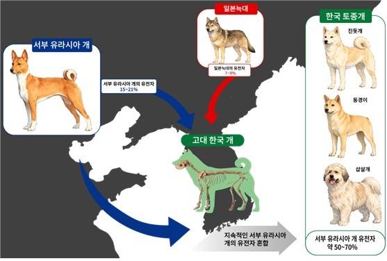 고대 한국 개의 계통과 유전자 혼합 모식도 챗 GPT 5.3 기반 생성형 AI를 활용해 제작한 이미지 [국립가야문화유산연구소 제공. 재판매 및 DB 금지]