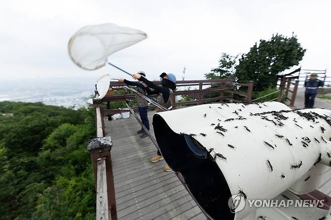 러브버그 [연합뉴스 자료사진]