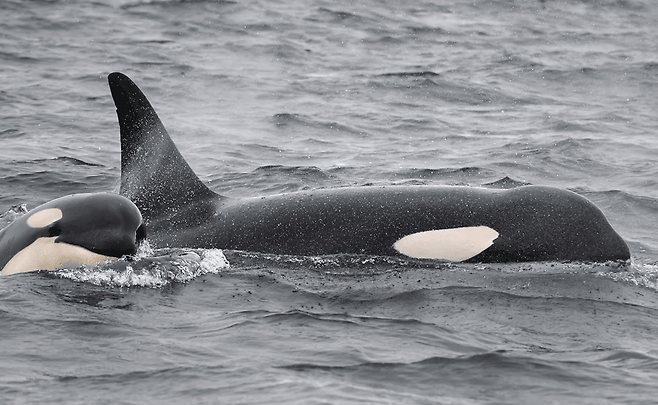 범고래 어미와 새끼 (사진 Brendon Bissonnette/Center for Whale Research)