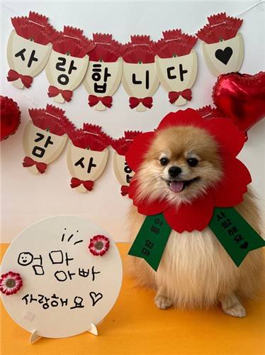 유치원에서 어버이날 기념 촬영을 한 반려견 [독자 제공]