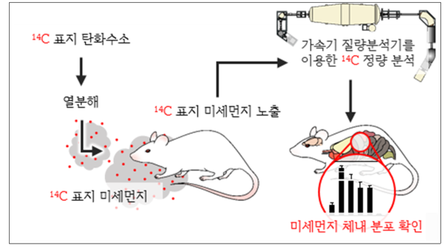 미세먼지를 이용한 동물 노출 실험 수행 및 각 장기별 분포 확인 개념도. KIST 제공.