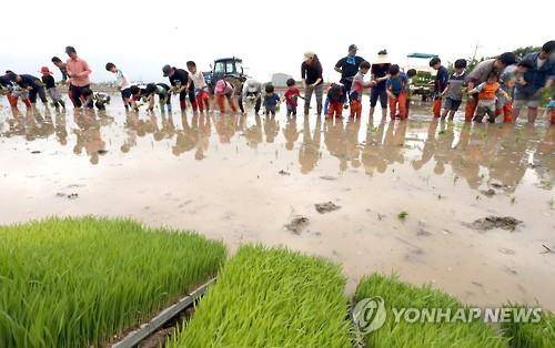 농촌관광 모내기 체험 [연합뉴스 자료사진]