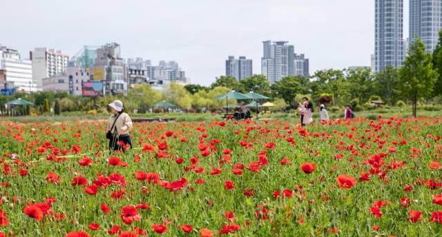 울산 태화강 국가정원을 찾은 시민들이 붉게 물든 꽃양귀비 단지를 산책하며 봄의 정취를 만끽하고 있다. 울산시 제공