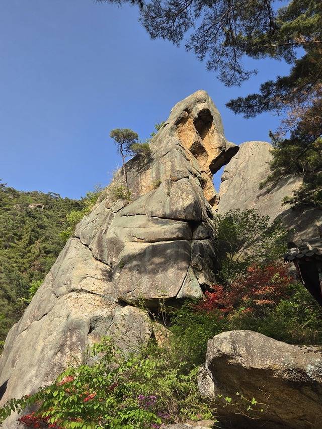 경주 남산 열반골의 중턱 관음사 앞의 큰곰바위. 강시일 기자